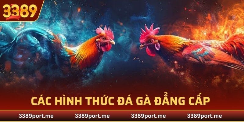Các hình thức đá gà đẳng cấp