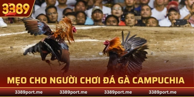 Các mẹo hay dành cho người chơi đá gà Campuchia