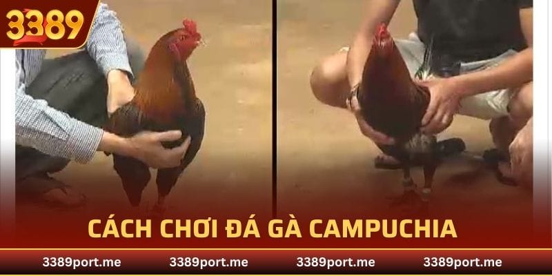 Cách chơi đá gà Campuchia tại nhà cái 3389
