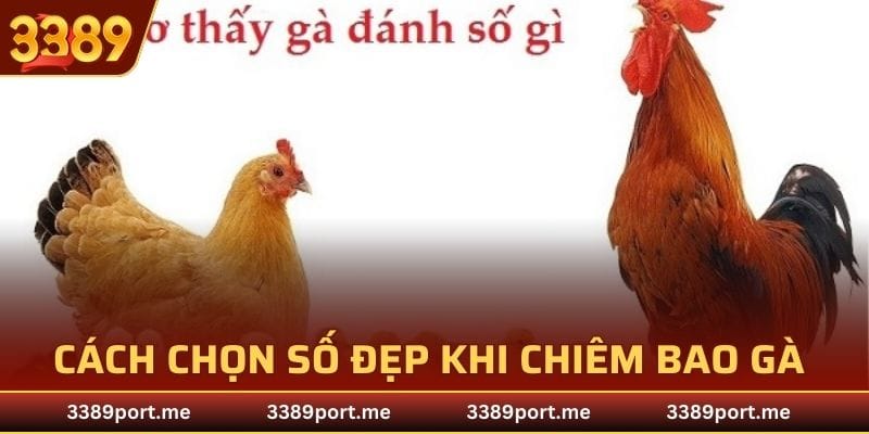 Cách chọn số đẹp khi chiêm bao gà