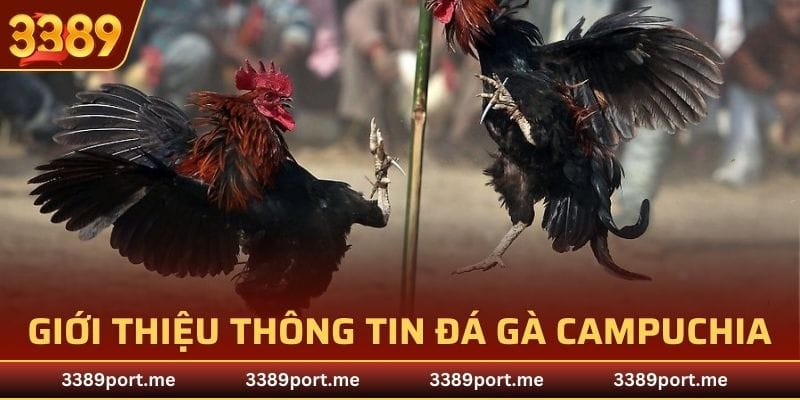 Giới thiệu thông tin đá gà Campuchia 3389